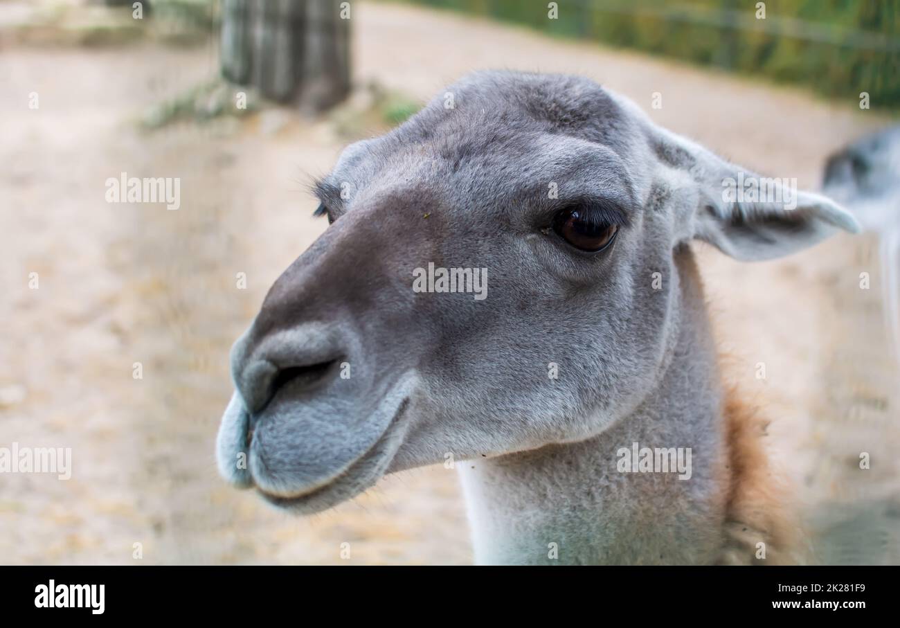 Closeup portrait of the Guanaco (Lama guanicoe), a camelid native to South America, closely related to the llama. Stock Photo