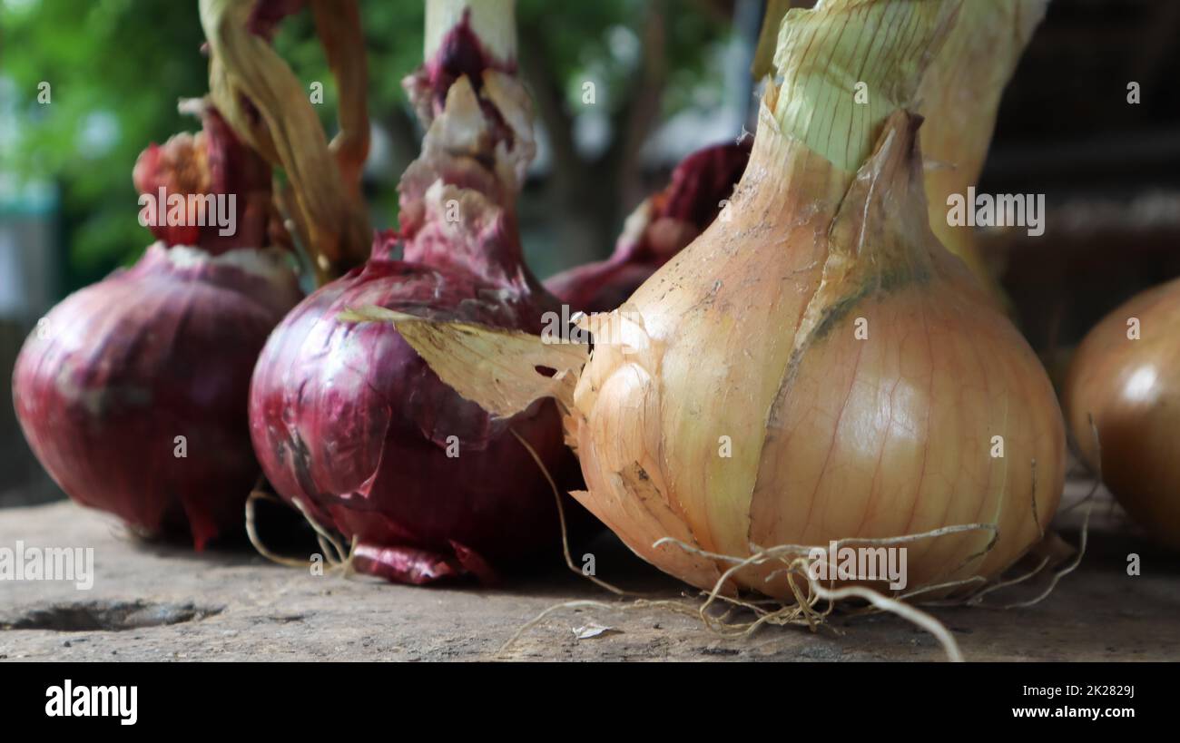 Fresh large onion yellow and red onions on a very old oak wood board outdoors. Perennial herb of the Onion family, a widespread vegetable crop. Stock Photo