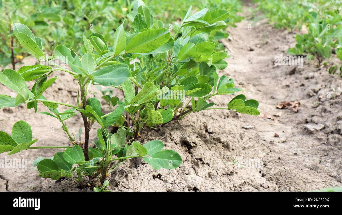 Growing organic peanuts, outdoor peanut bushes grow in the ground in the vegetable garden. Peanut tree in agricultural plantations Stock Photo