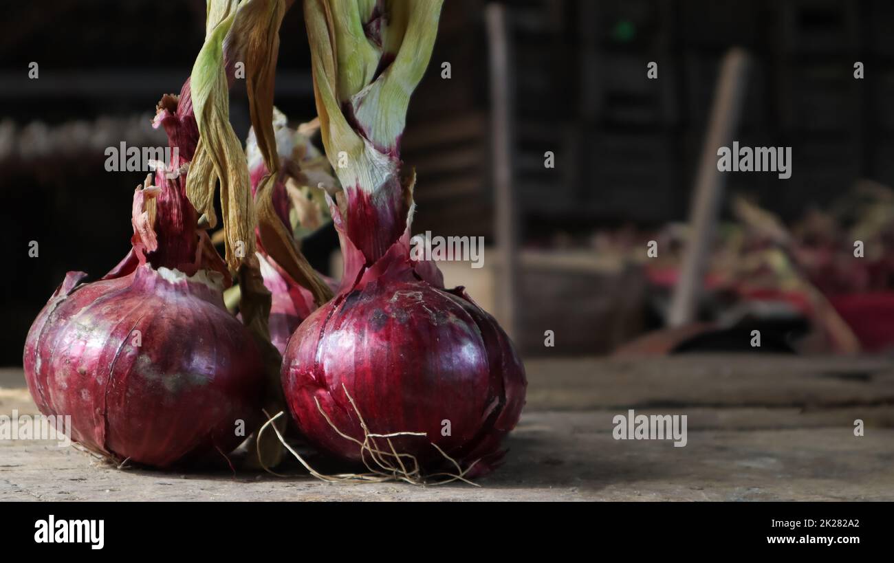 Fresh large onion red or purple onions on a very old oak wood board outdoors. Perennial herb of the Onion family, a widespread vegetable crop. Stock Photo