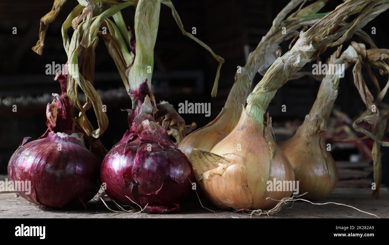 Fresh large onion yellow and purple onions on a very old oak wooden board outdoors. Perennial herb of the Onion family, a widespread vegetable crop. Stock Photo