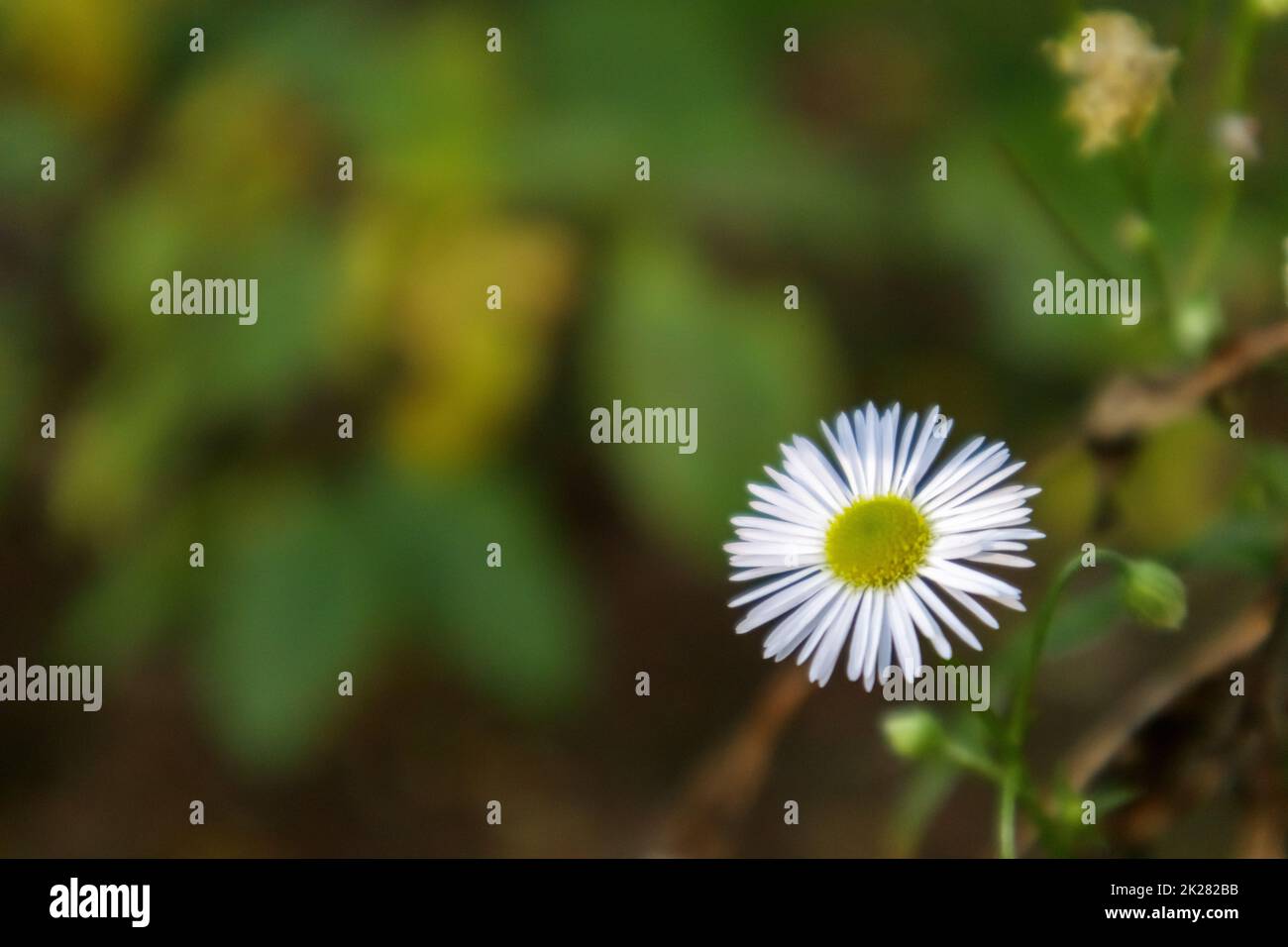 Perennial daisy. Bellis perennis. Chamomile flowers in spring on the lawn. English chamomile, many white flowers with green grass. Stock Photo