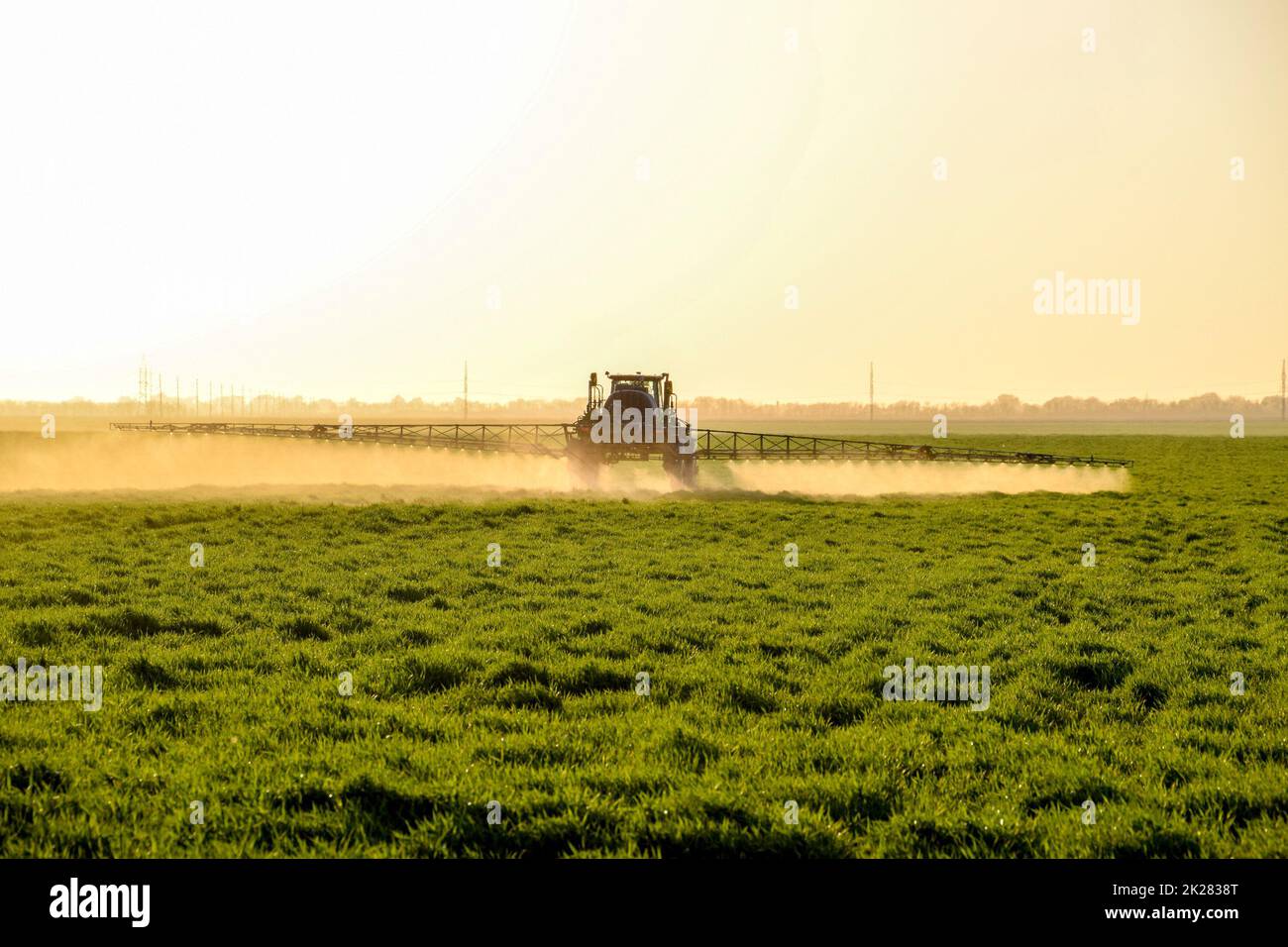 Tractor on the sunset background. Tractor with high wheels is making fertilizer on young wheat. The use of finely dispersed spray chemicals Stock Photo