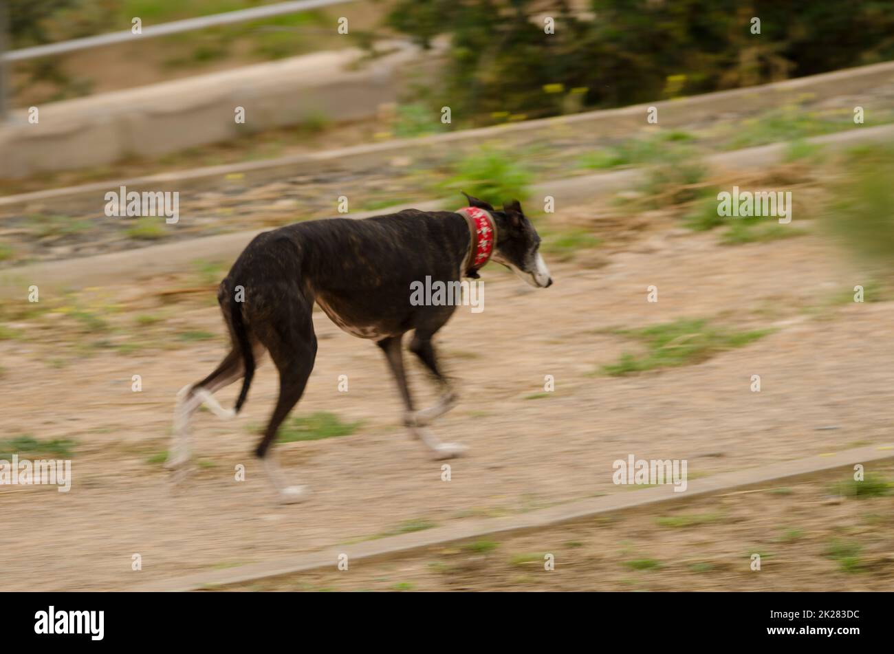 Spanish galgo Canis familiaris trotting. Stock Photo