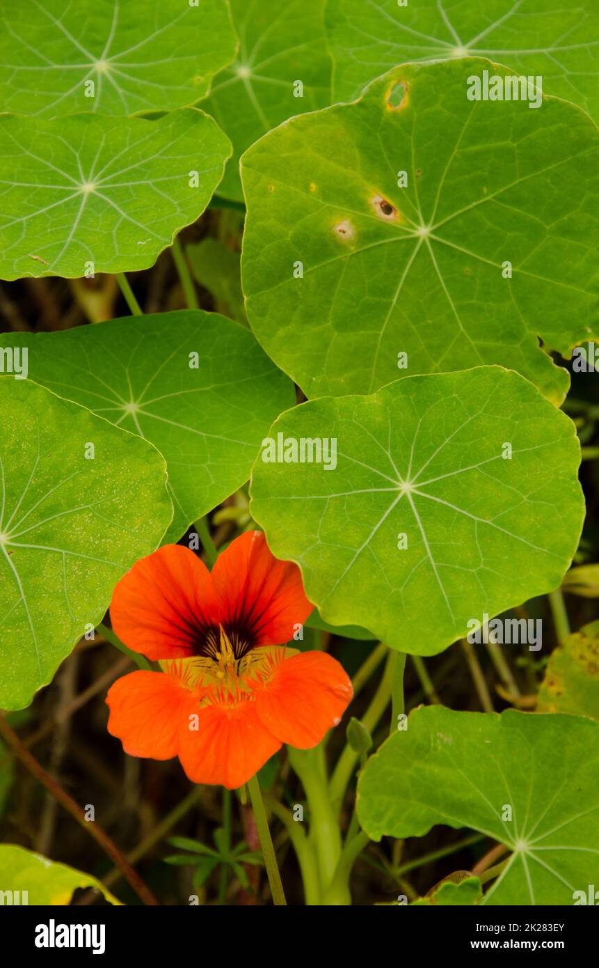 Flower and leaves of garden nasturtium. Stock Photo