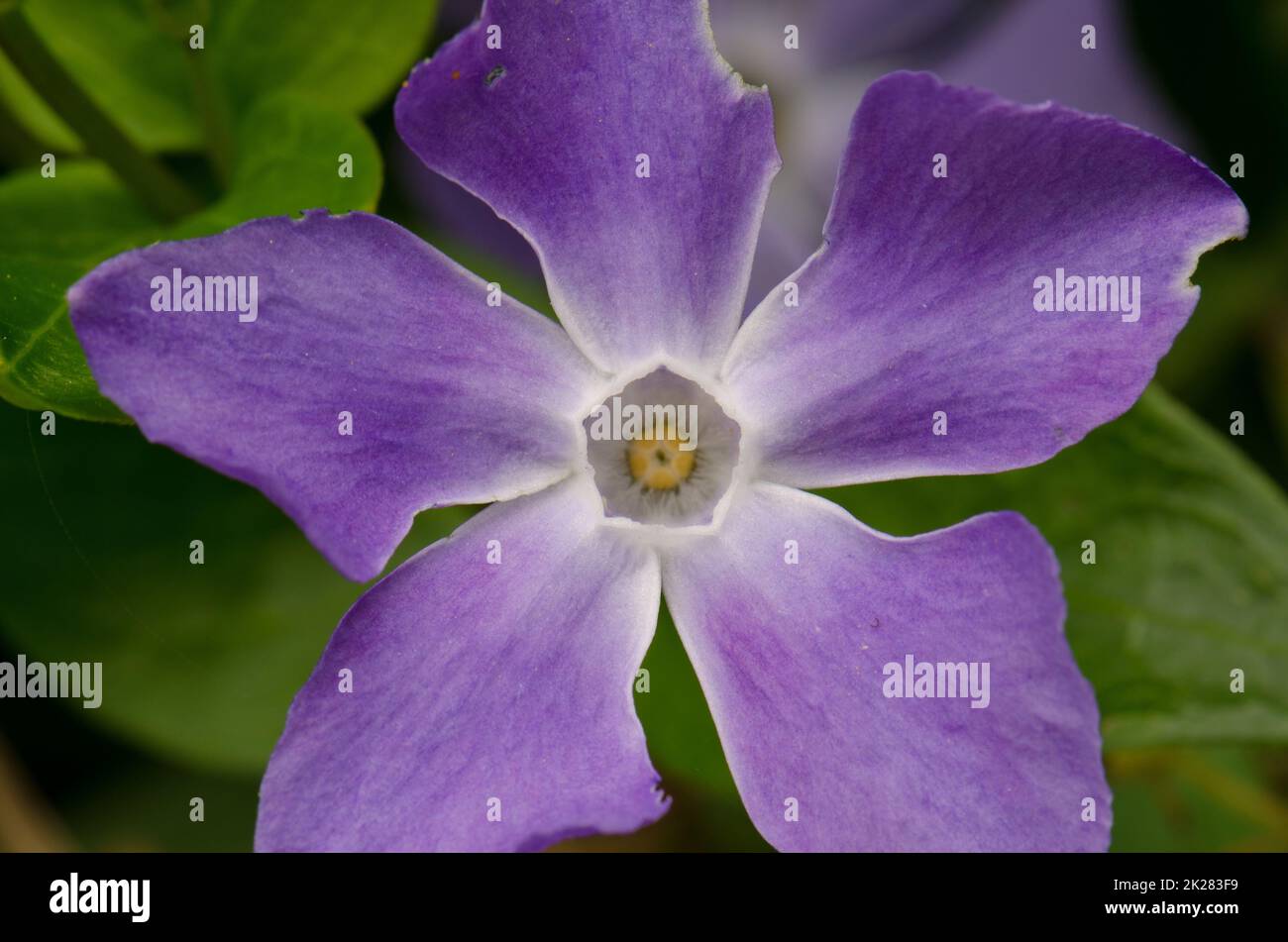 Flower of bigleaf periwinkle Vinca major. Stock Photo
