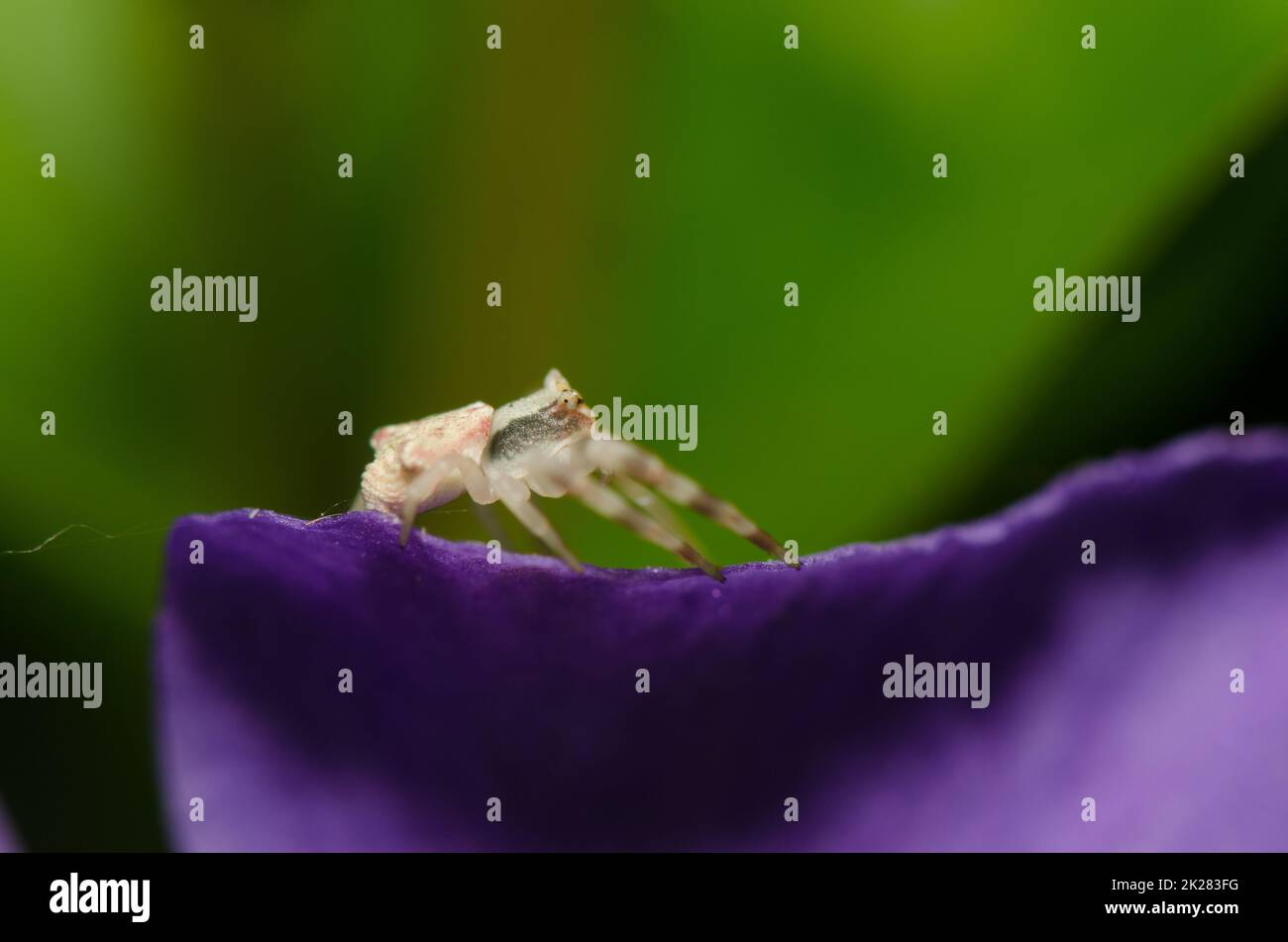 Crab spider on a petal of bigleaf periwinkle. Stock Photo