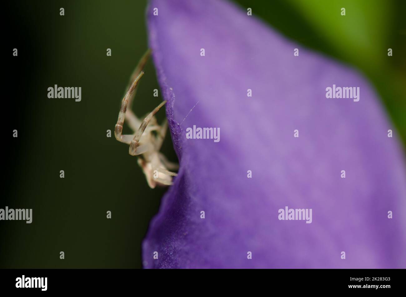 Periwinkle flower colors hi-res stock photography and images - Alamy