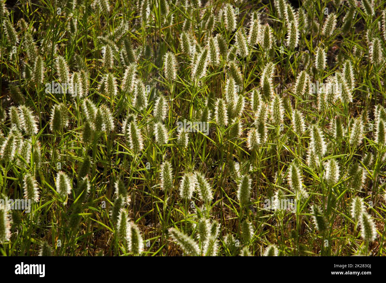 African foxtail grass Cenchrus ciliaris. Stock Photo
