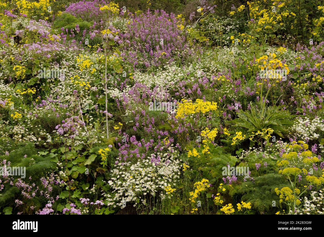 Biodiversity of flowering plants in the field. Stock Photo