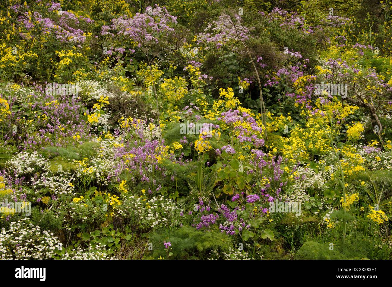 Biodiversity of flowering plants in the field. Stock Photo