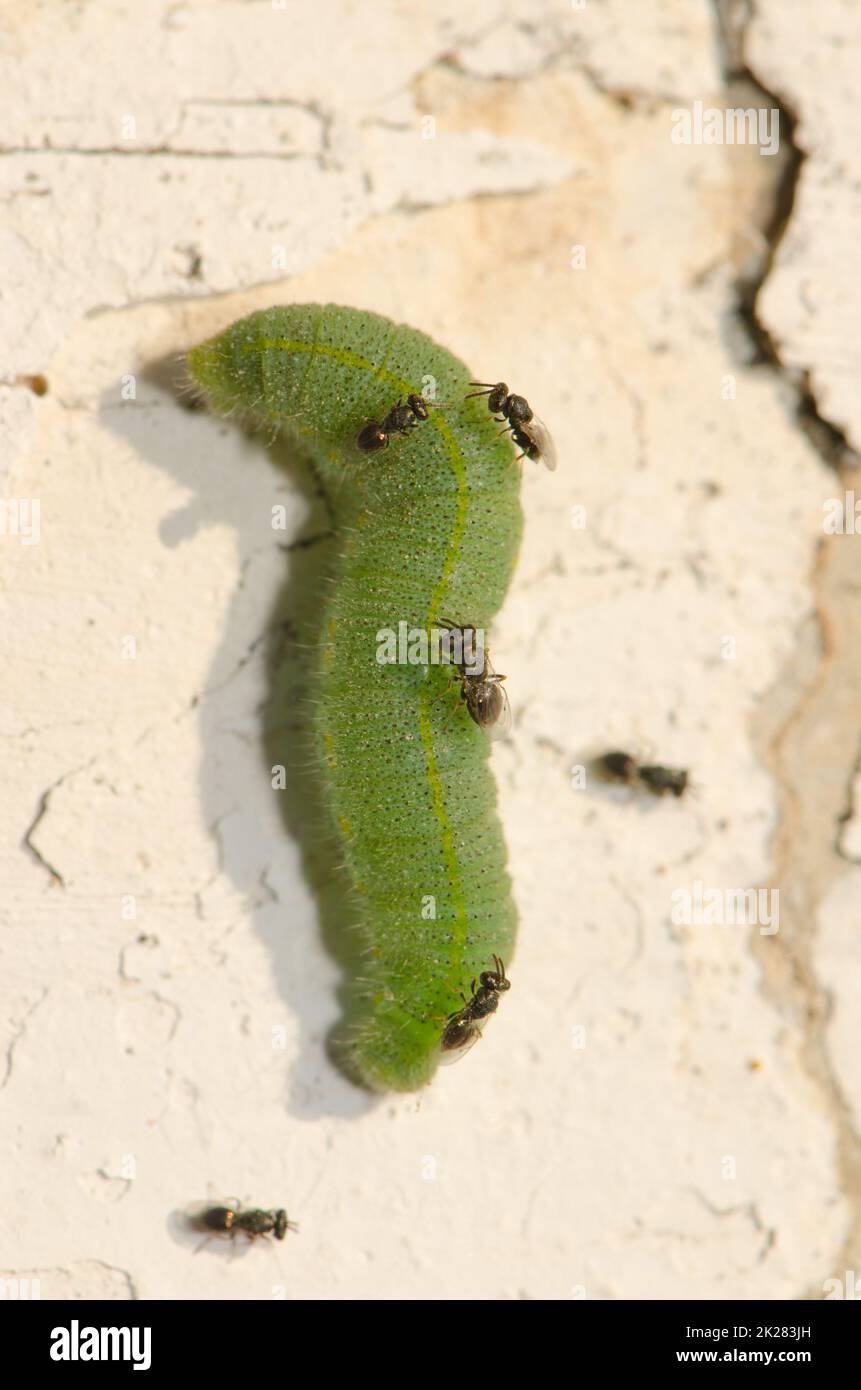 White butterfly parasite looking to lay their eggs on a caterpillar of small white. Stock Photo