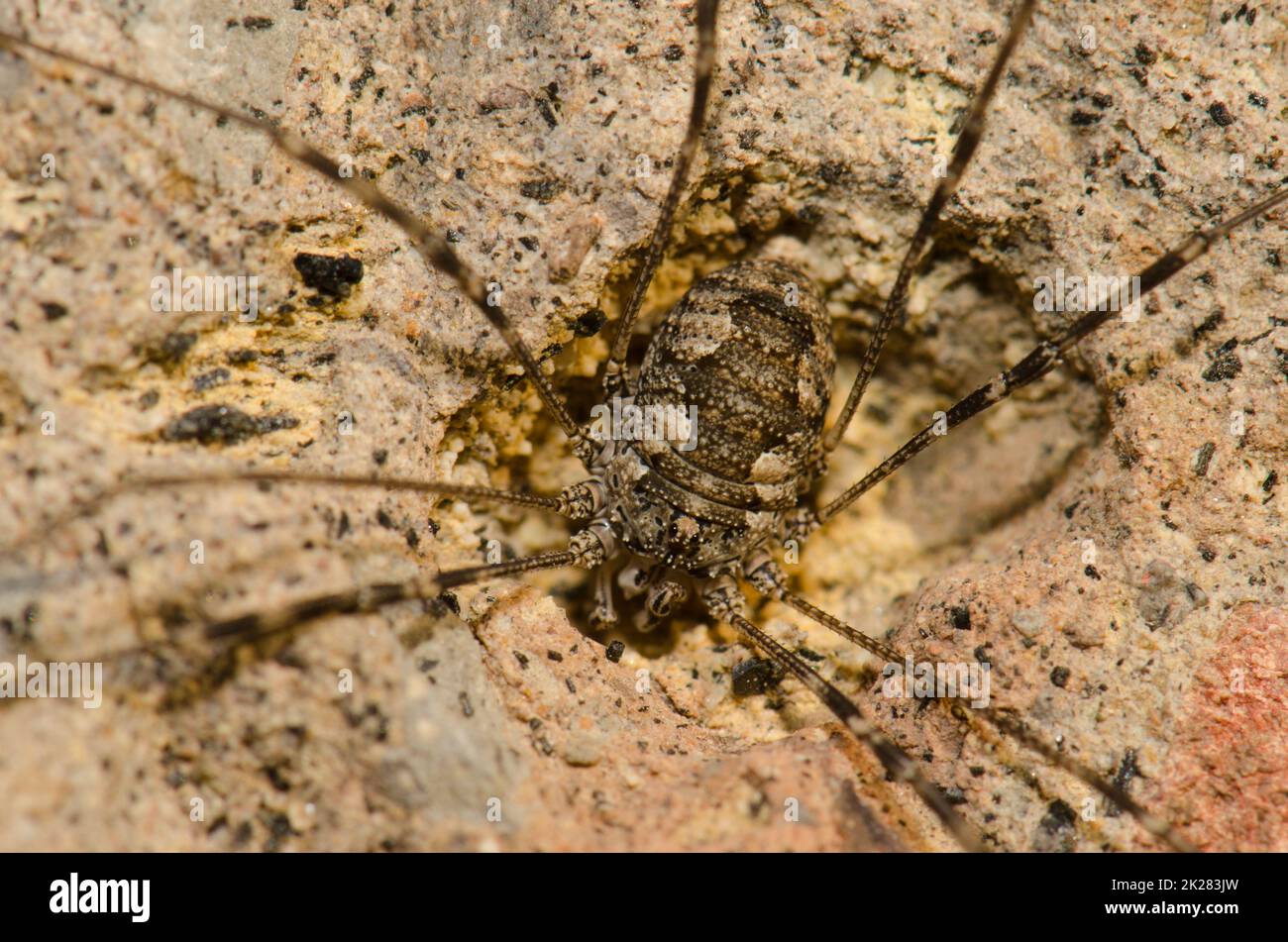 Harvestman Phalangium opilio on a rock. Stock Photo