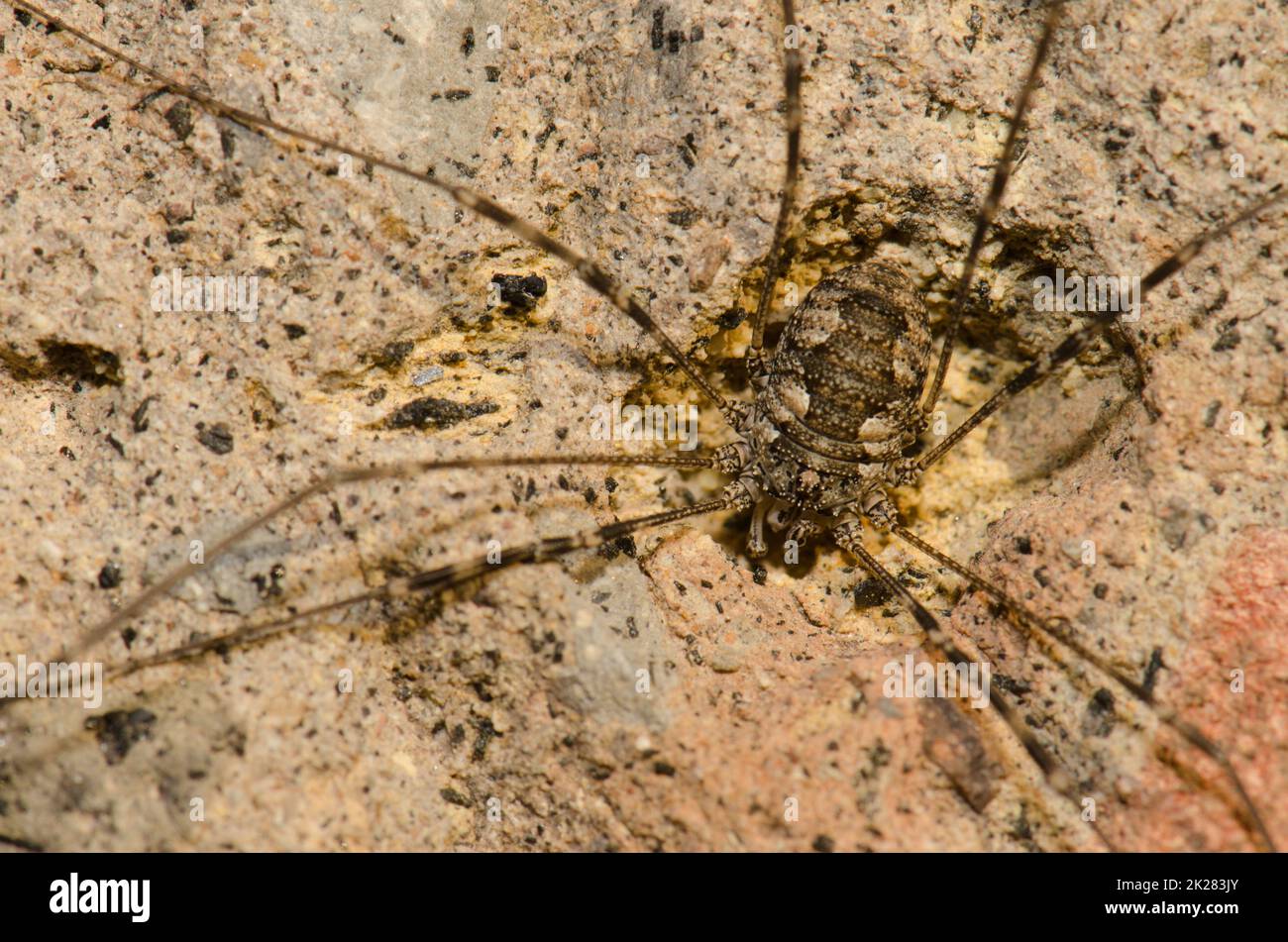 Harvestman Phalangium opilio on a rock. Stock Photo