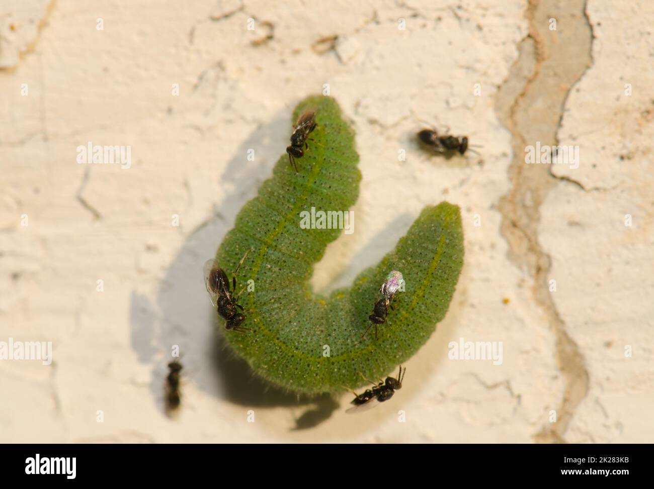 White butterfly parasite looking to lay their eggs on a caterpillar of small white. Stock Photo