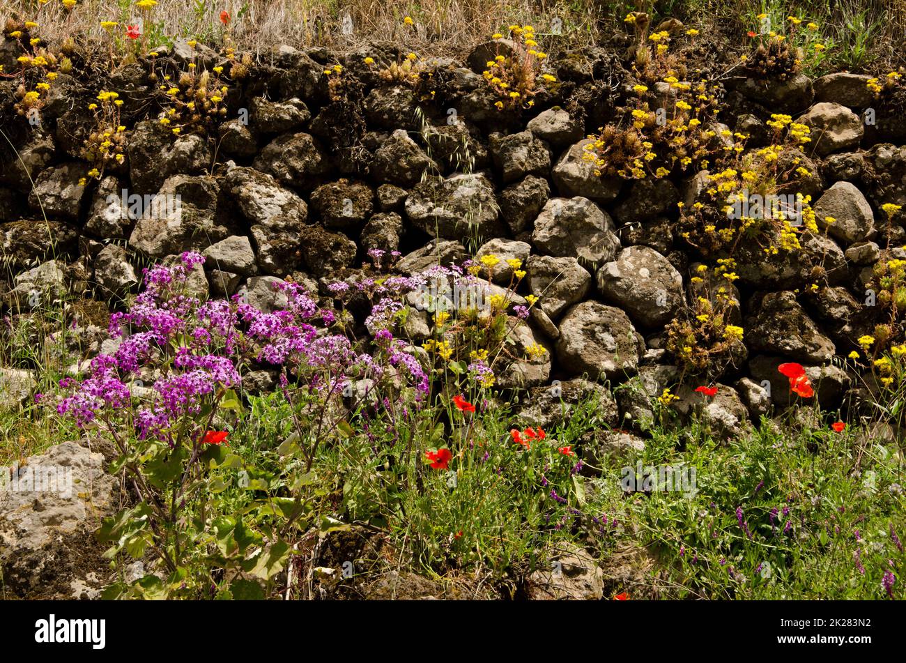 Stone wall and flowering plants Stock Photo - Alamy