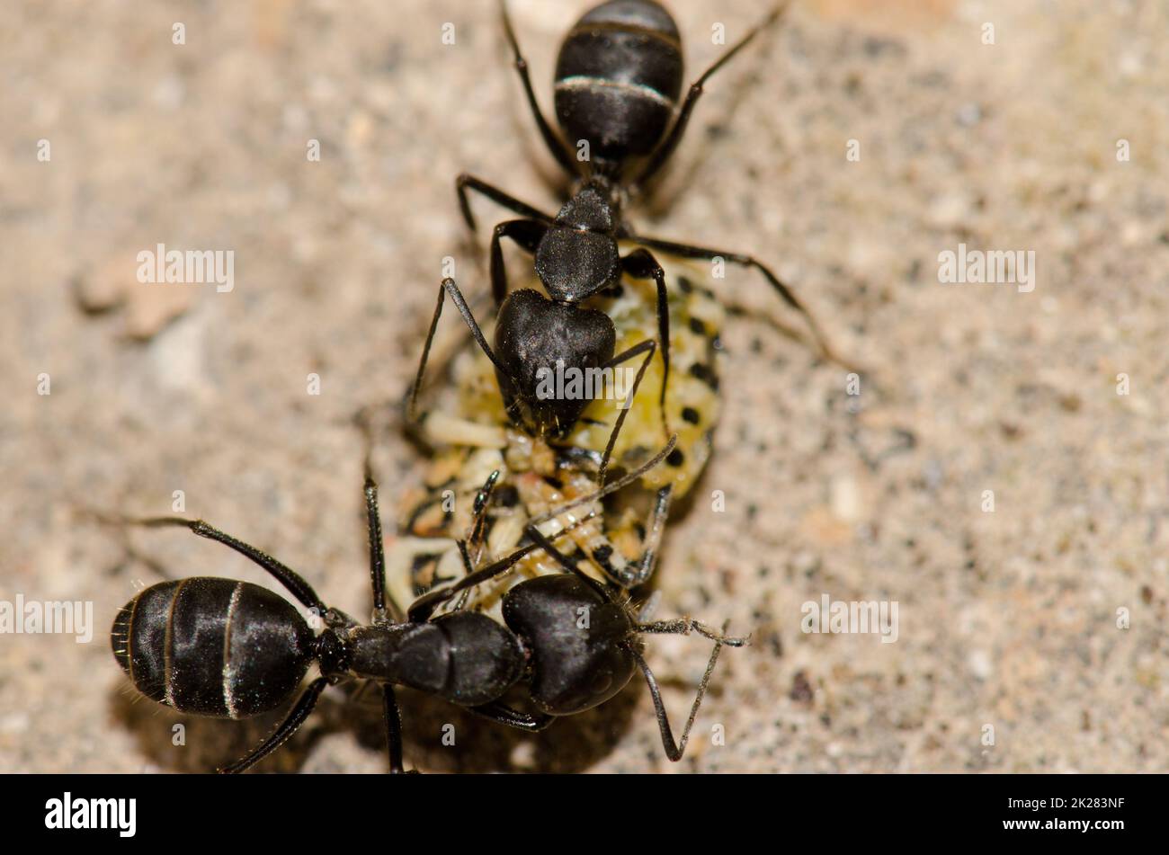 Ants cutting up a shield bug Stock Photo - Alamy