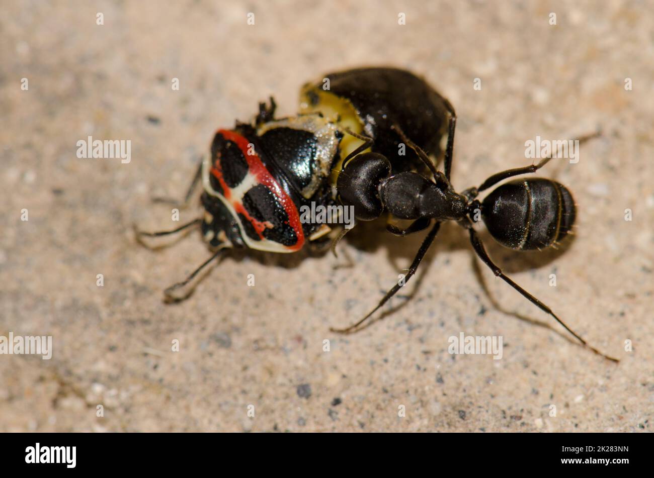 Ant cutting up a shield bug Stock Photo - Alamy