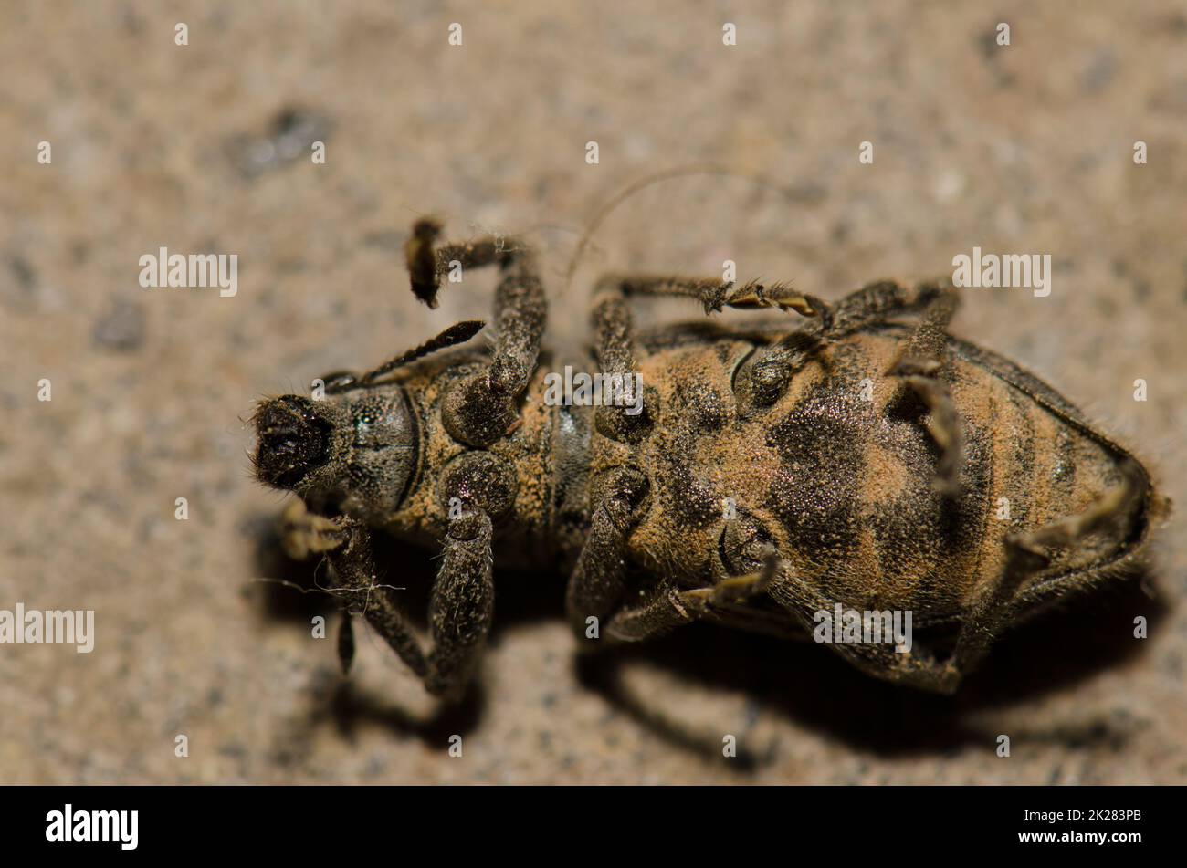 Weevil pretending to be dead. Stock Photo