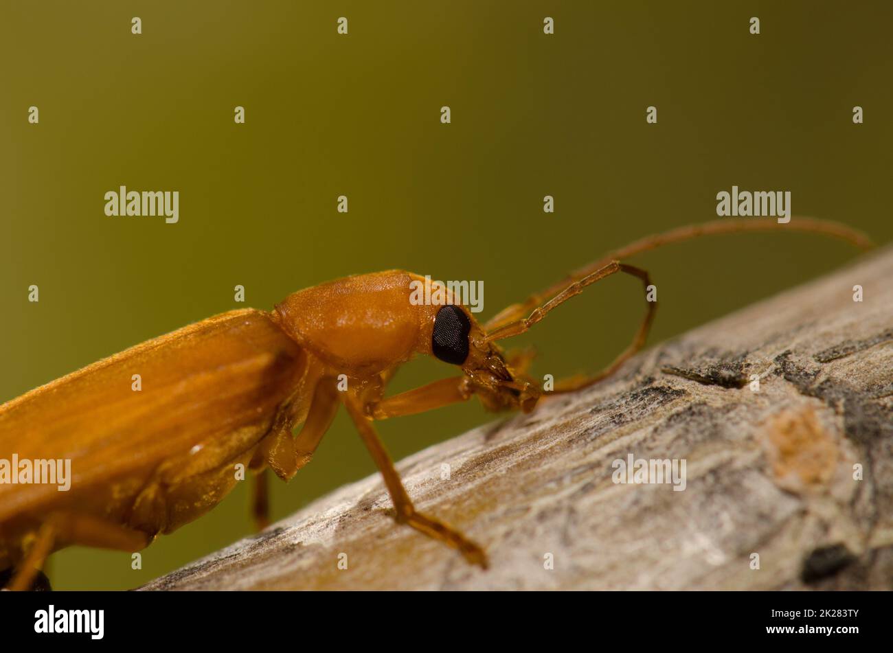 Beetle Alloxantha ochracea grooming on a branch Stock Photo Alamy
