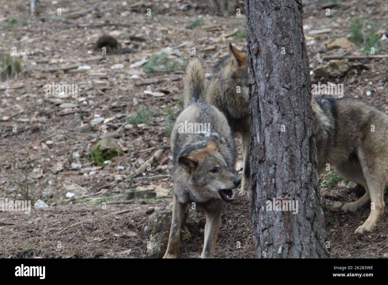Beautiful iberian wolves in the mount playing in herd preparing the Hunt Stock Photo
