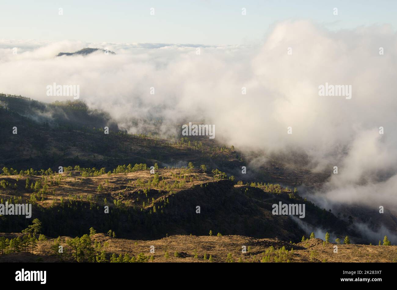 Slopes covered with Canary Island pine and sea of clouds. Stock Photo
