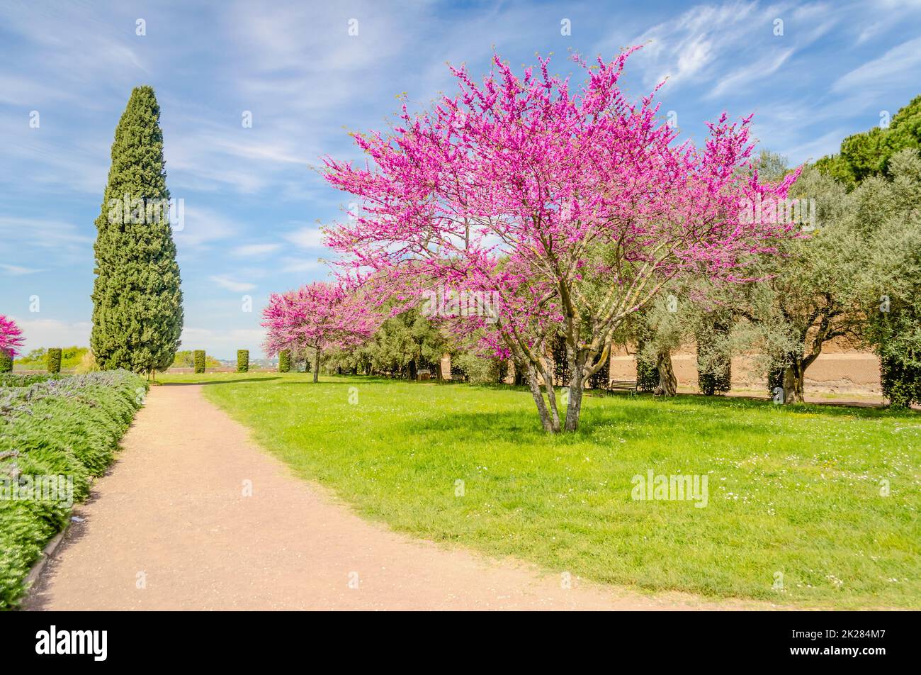 Beautiful garden with flowered cherry trees, cypresses and olive trees Stock Photo