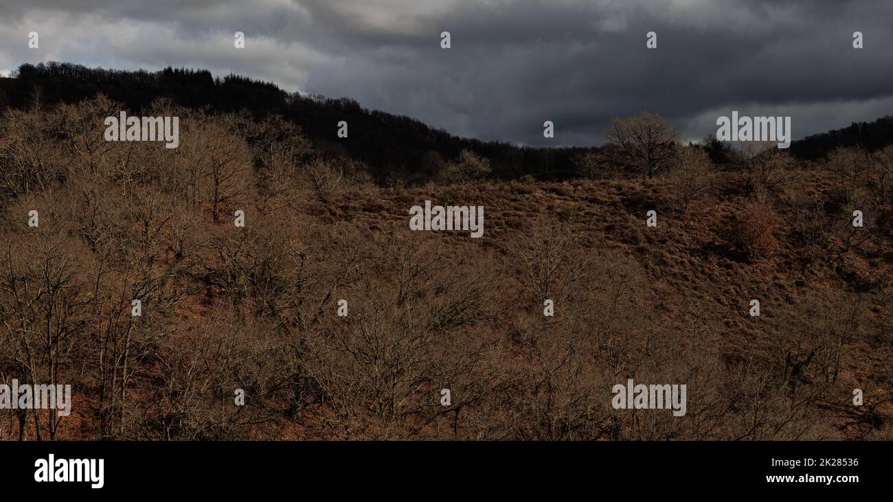 Landscape of forest hi-res stock photography and images - Alamy