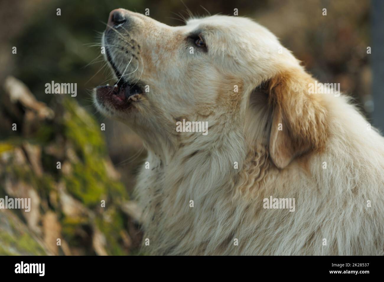 Golden retriever teeth hires stock photography and images Alamy