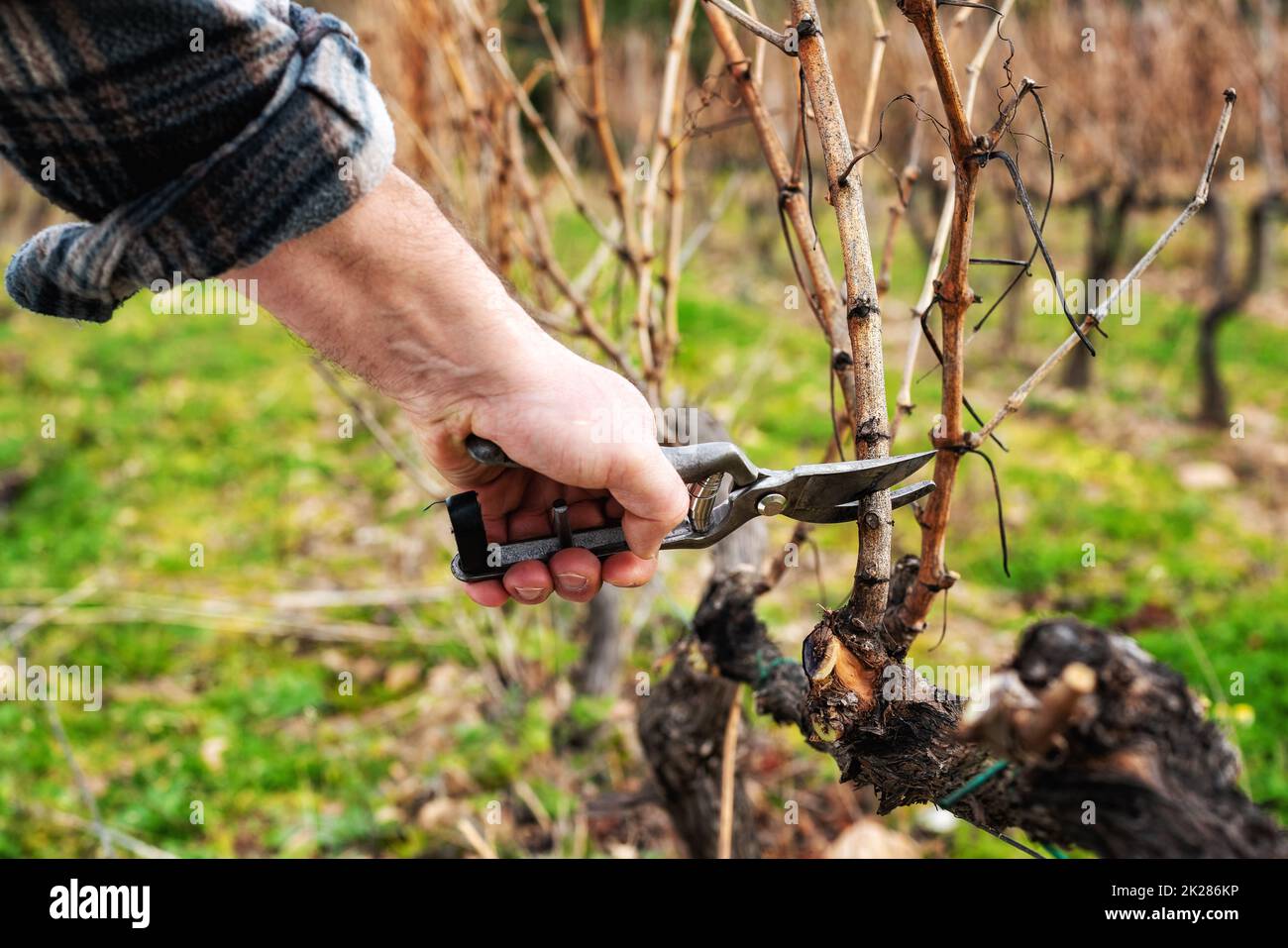 Farmer pruning the vine in winter. Agriculture Stock Photo Alamy