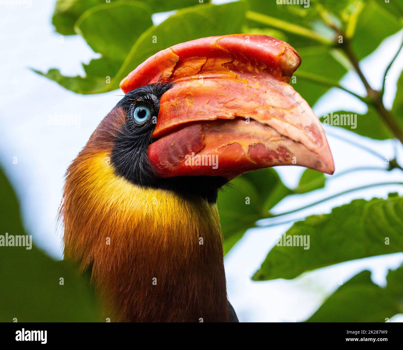 Close-up of a Rufous Hornbill - one of the largest birds in found in the rainforests of Asia. Stock Photo
