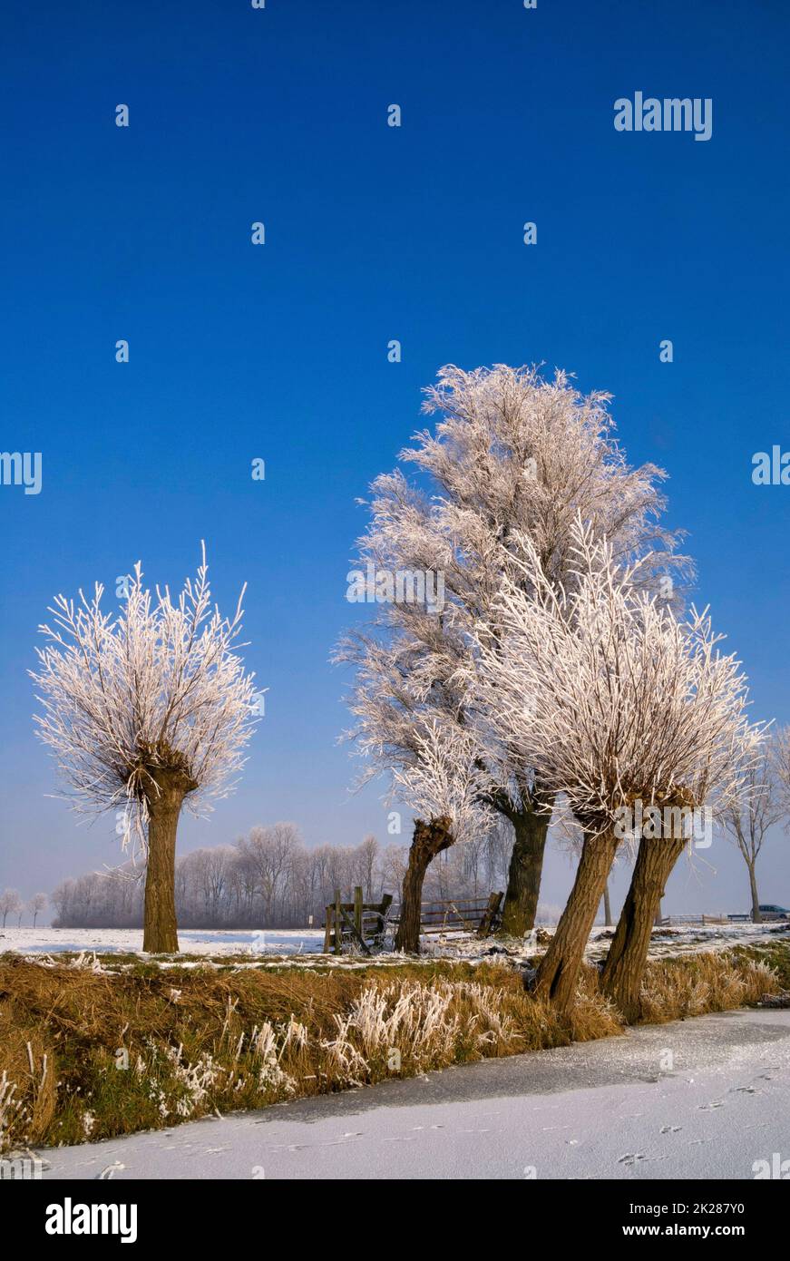Riped willows along a frozen pond Stock Photo