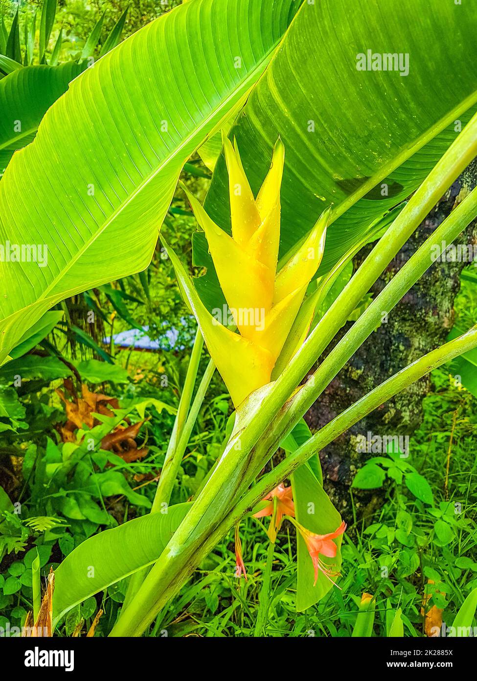 Beautiful red yellow heliconia flower tropical forest Koh Samui