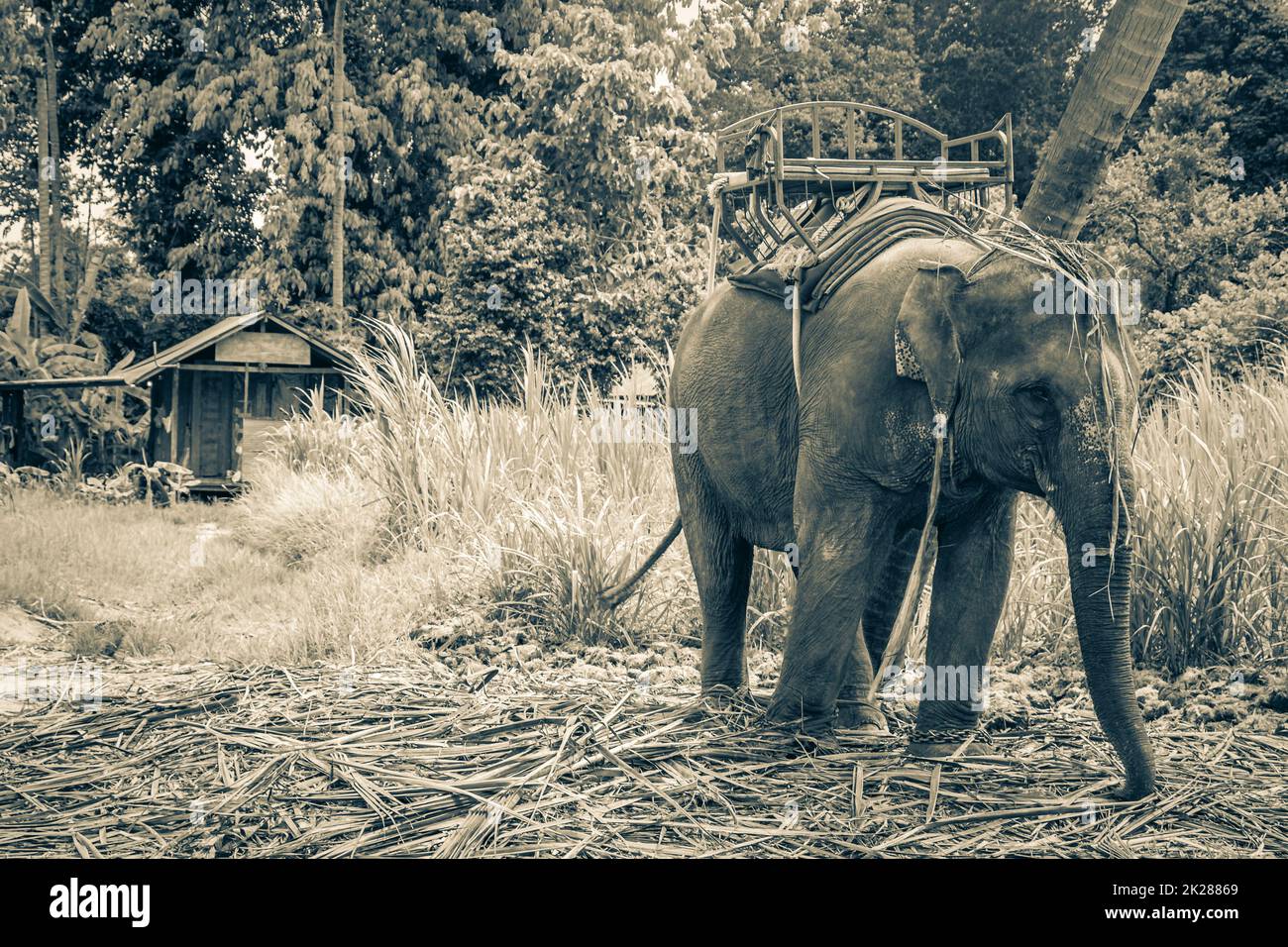 Asian elephants for riding tropical rainforest park Koh Samui Thailand Stock Photo Alamy