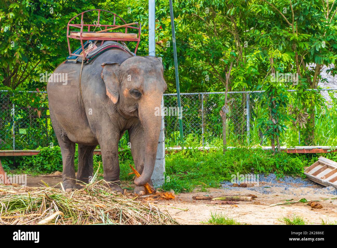 Asian elephants for riding tropical rainforest park Koh Samui Thailand. Stock Photo
