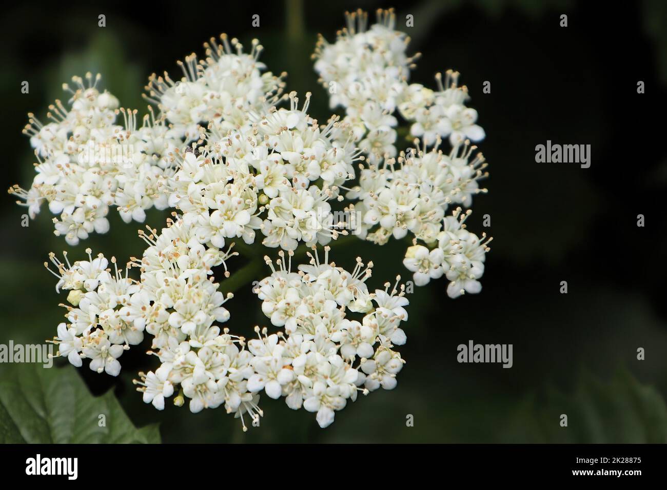 Clusters of flowers hi-res stock photography and images - Alamy