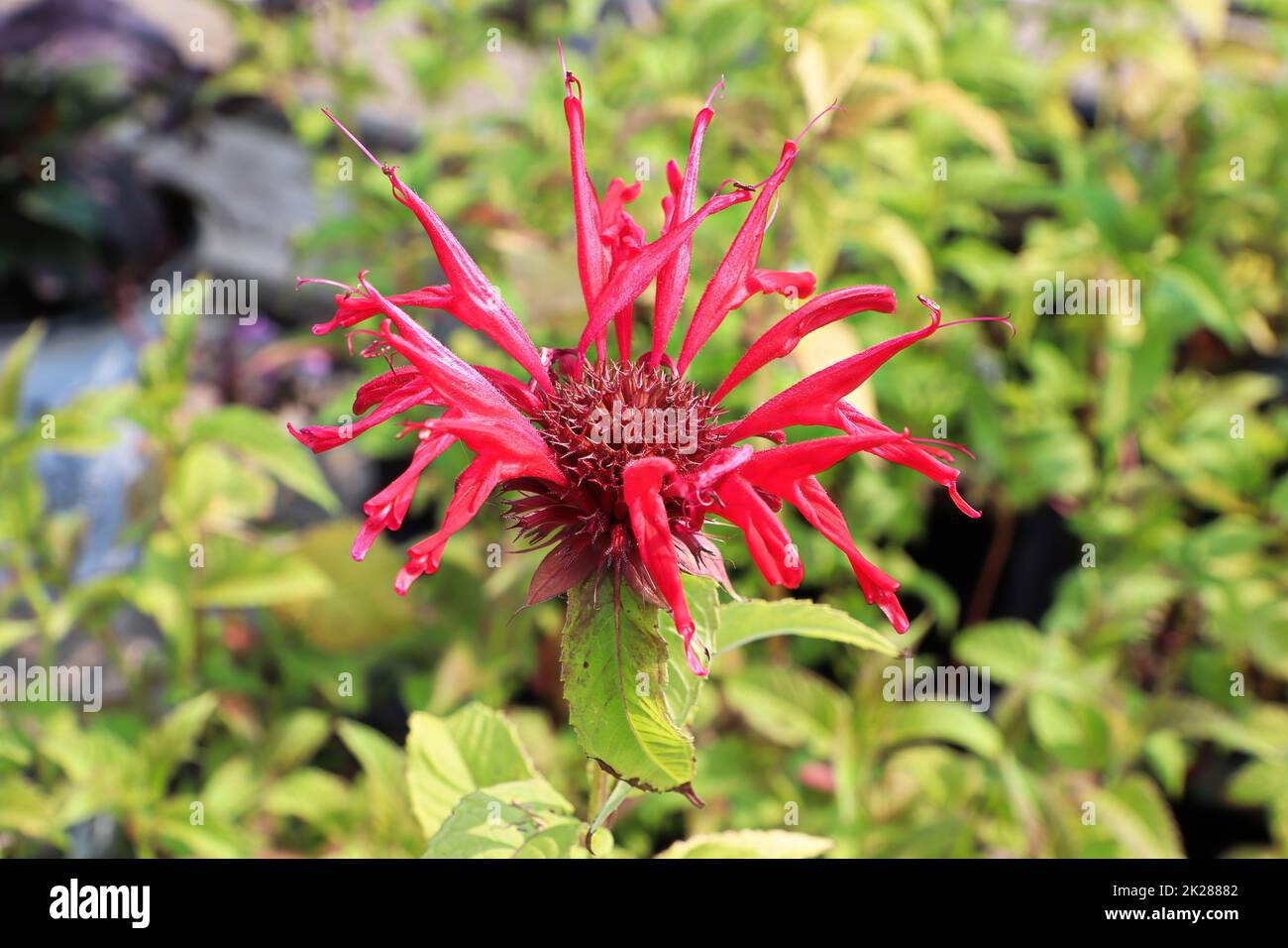 Closeup view of the red petals on a beebalm plant Stock Photo
