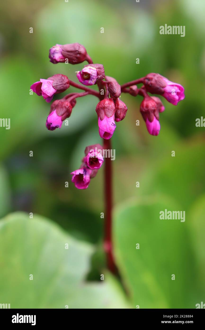 Closeup view of the spike of flowers on a bergenia plant Stock Photo