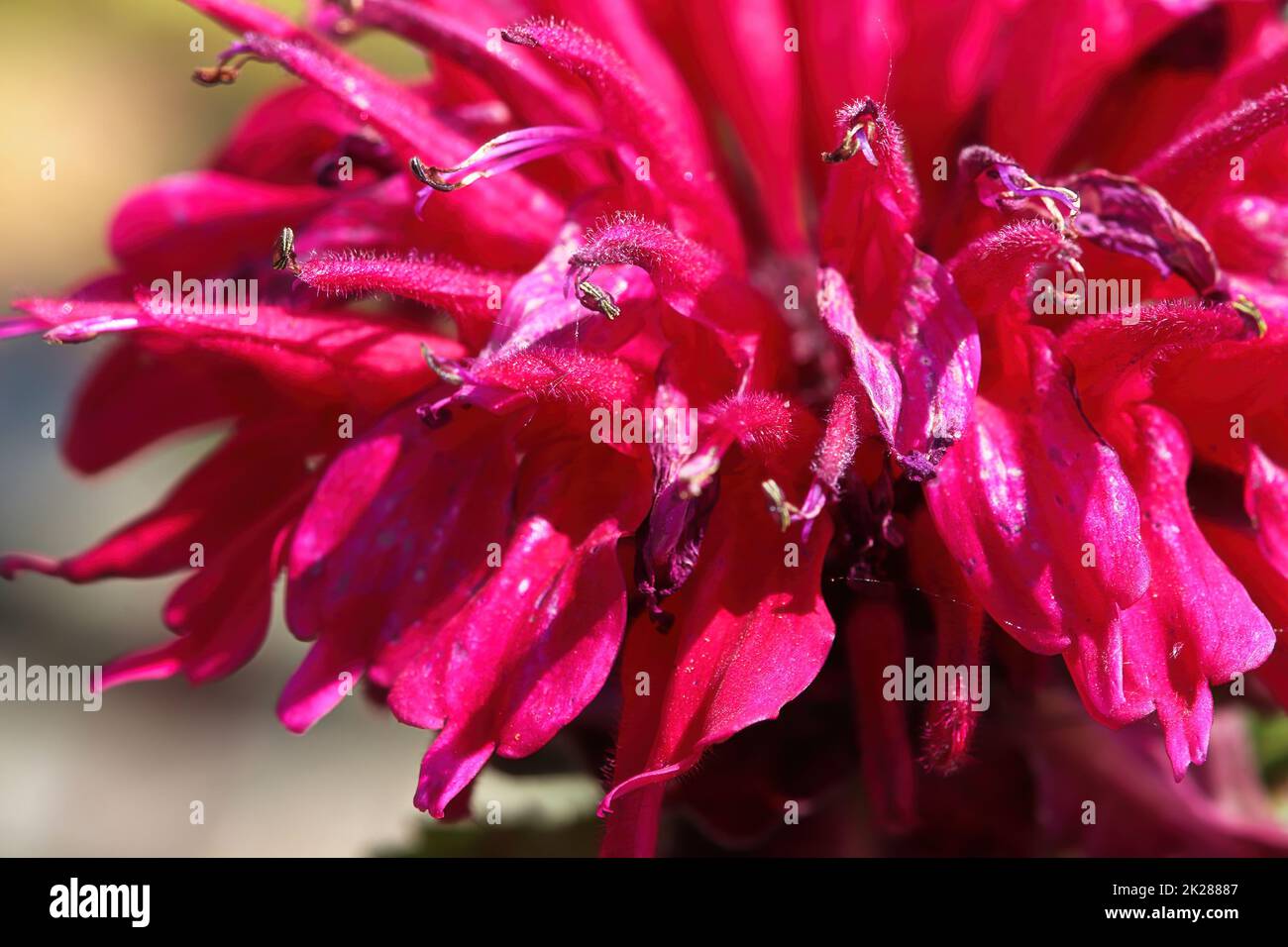 Macro view of the red petals on a beebalm plant Stock Photo