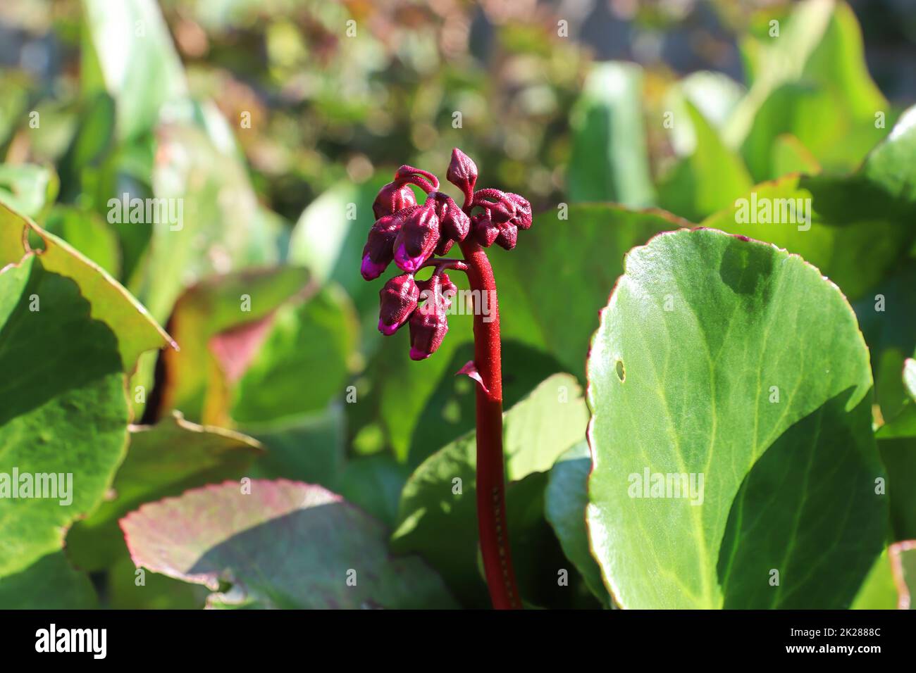 Closeup view of the spike of flowers on a bergenia plant Stock Photo