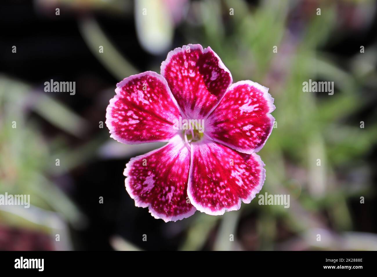 Closeup fo the pink flower on a dianthus plant Stock Photo