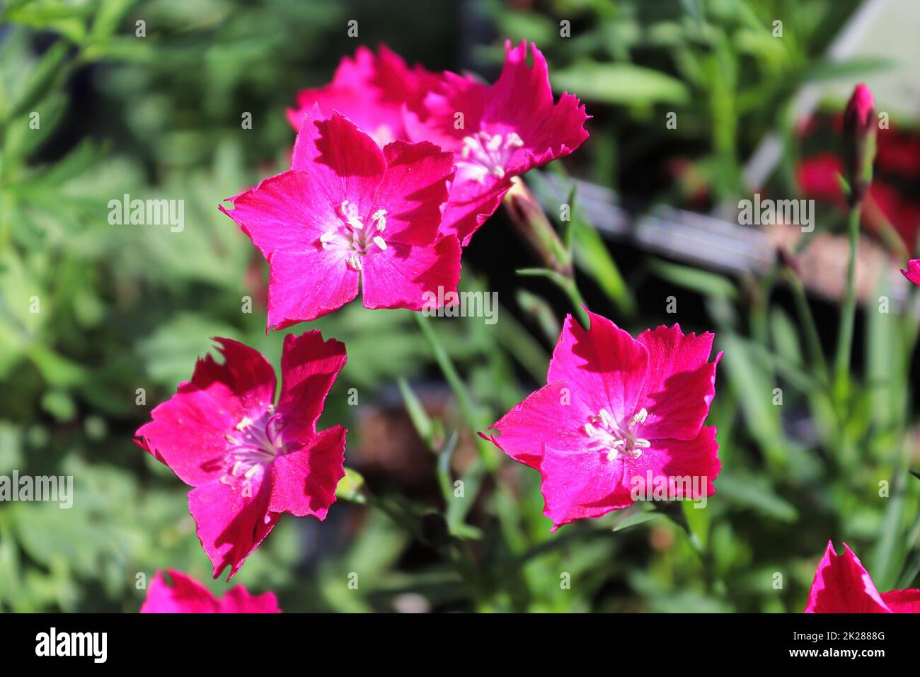 Closeup fo the pink flowers on a dianthus plant Stock Photo