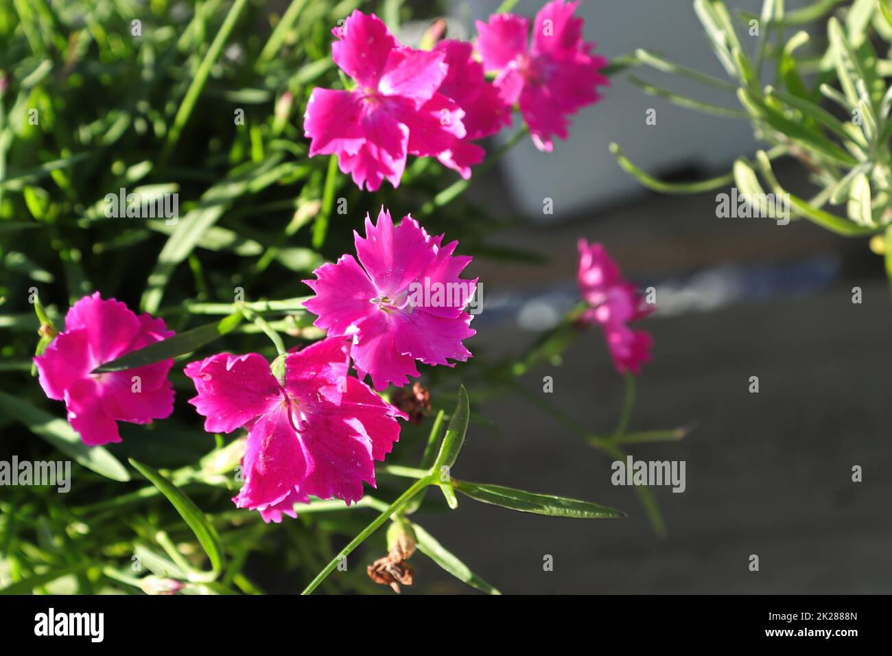 Closeup fo the pink flowers on a dianthus plant Stock Photo
