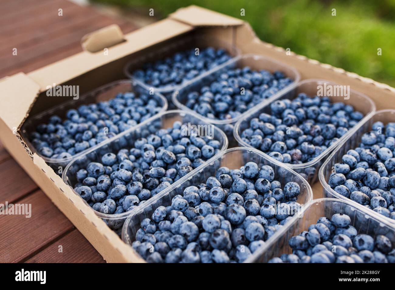 Box or crate with collected fresh blueberries. Berries agriculture