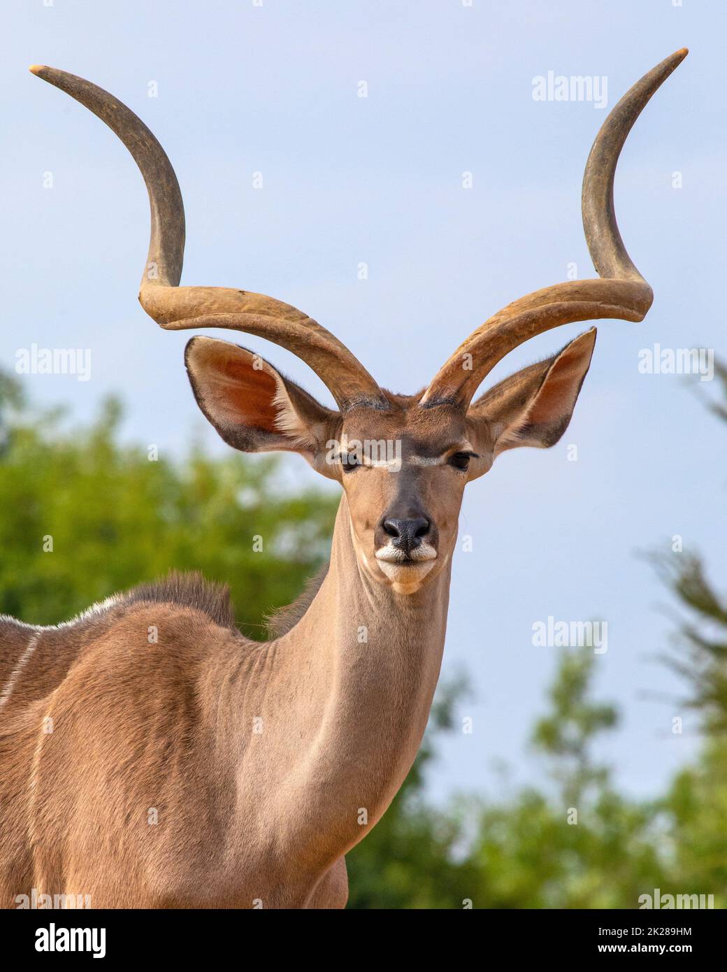 A magnificent Greater Kudu. Stock Photo