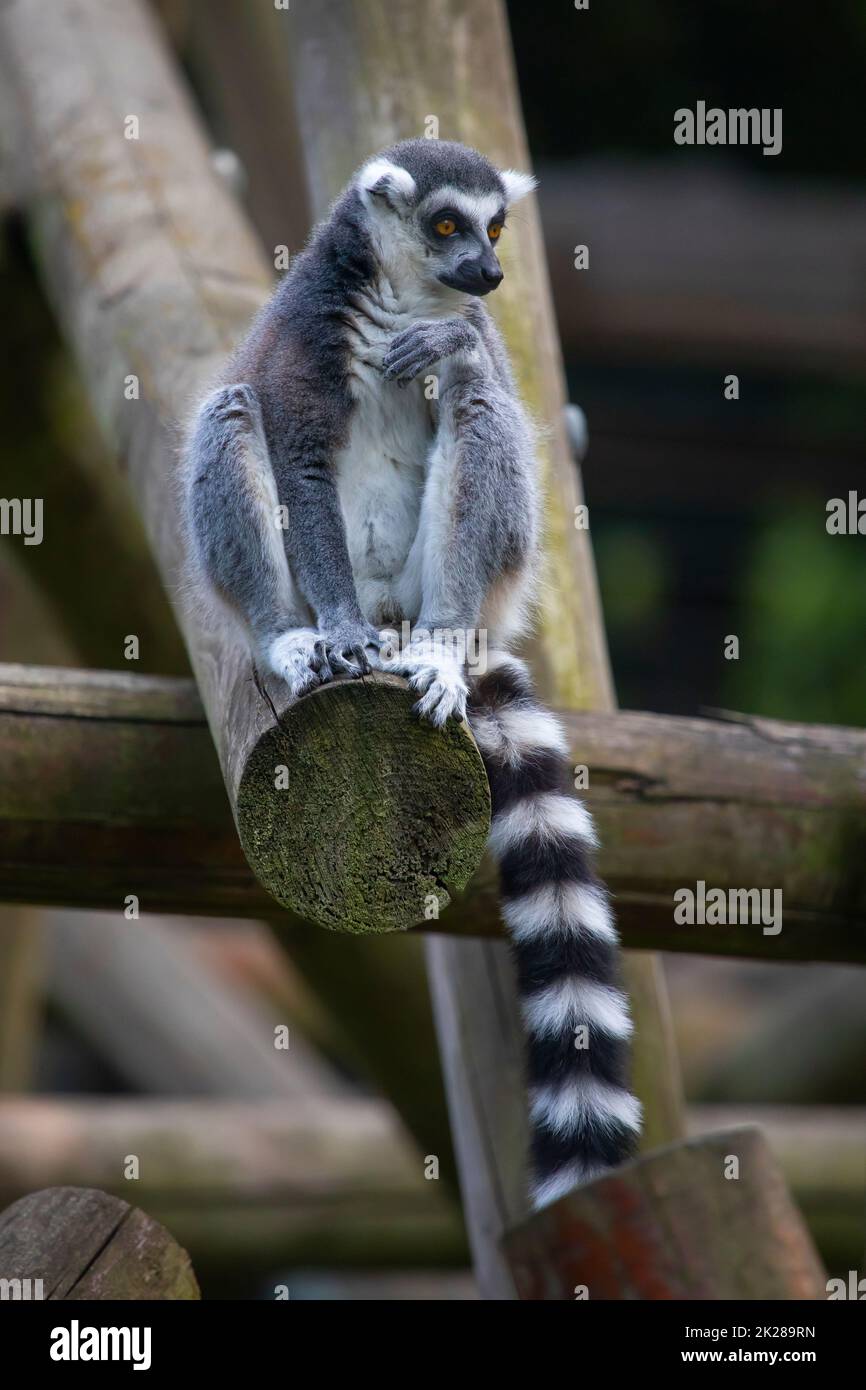 A Ring-Tailed Lemur. Stock Photo