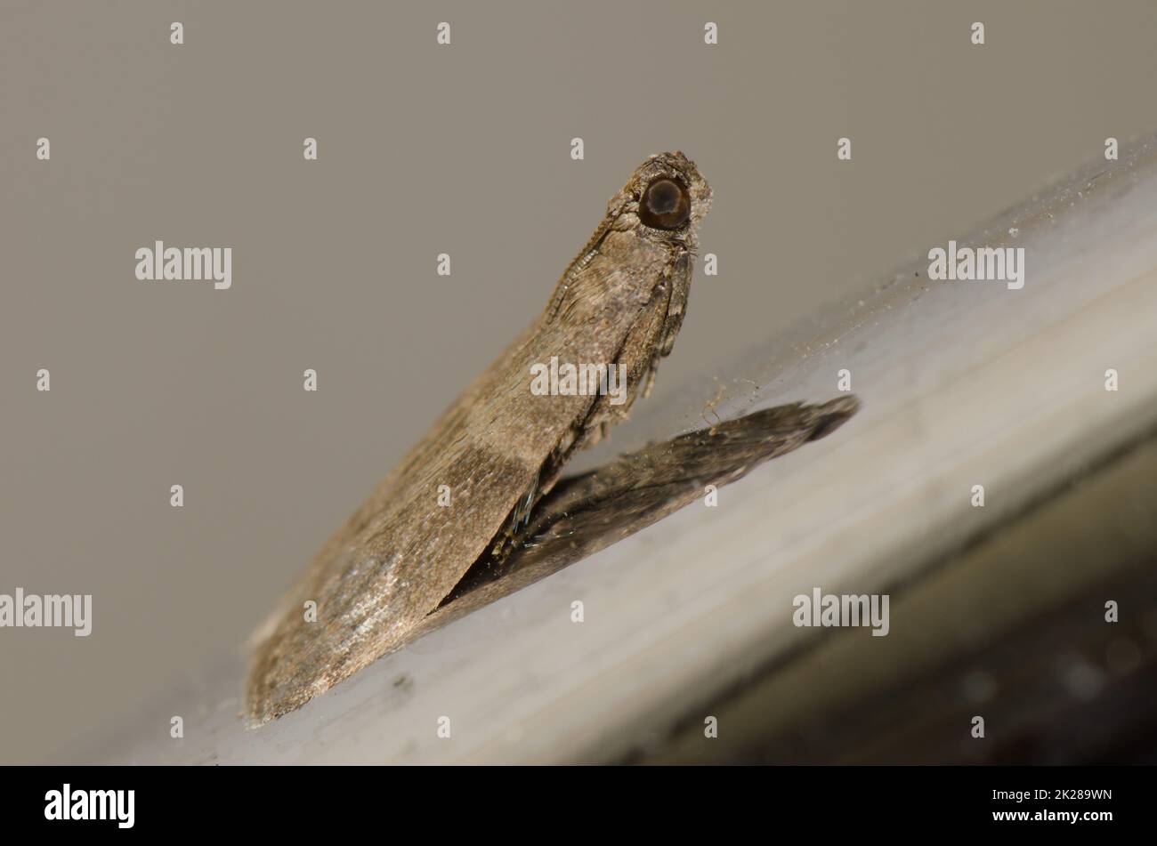 Casebearing clothes moth Tinea pellionella Stock Photo Alamy