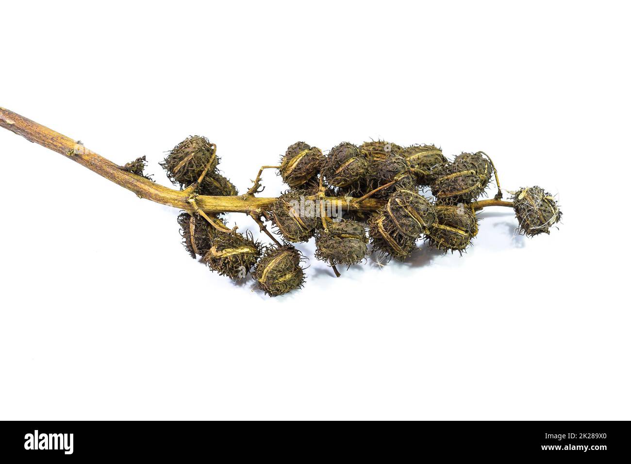 Castor seeds on a white background Stock Photo