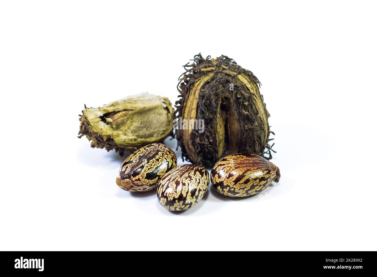 Castor seeds on a white background Stock Photo