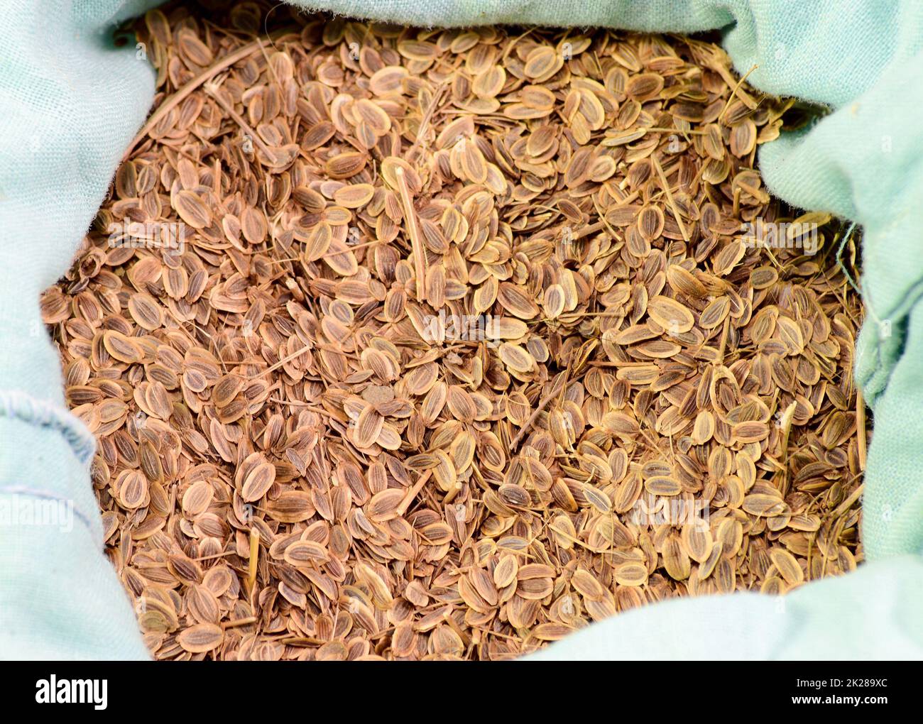 Dill seeds. Storage for seed dill seeds. Aromatic seasoning Stock Photo ...